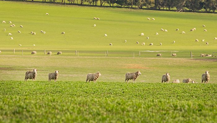Sheep on Ecotain DLF Seeds